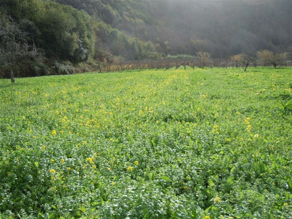 Prato di fiori gialli - cfr  Brassica rapa subsp. campestris